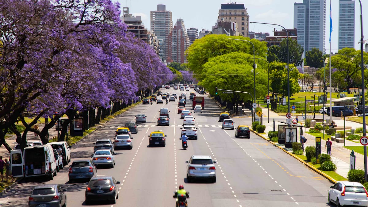Árbol de jacarandá.
