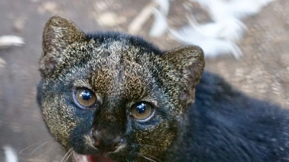 Jaguarundi, felino. Foto X @ZooBelize