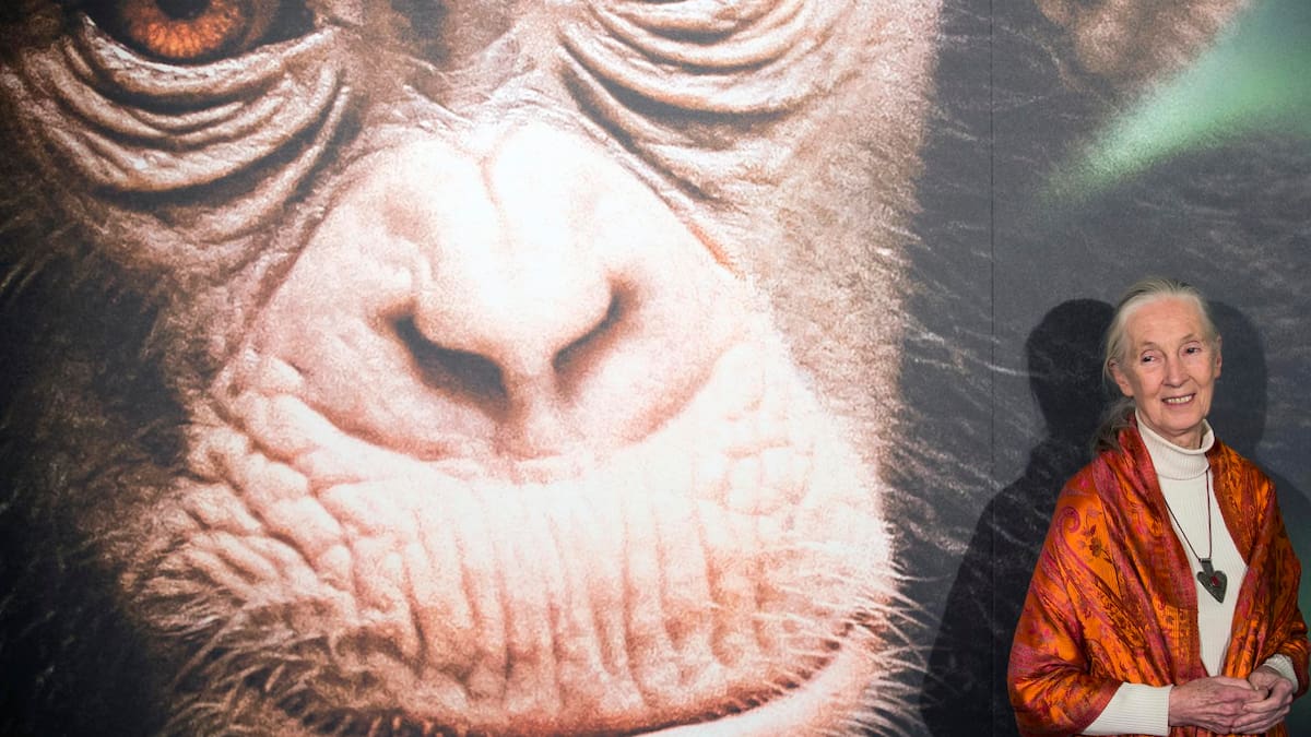 Murió Jane Goodall, la reconocida primatóloga experta en chimpancés