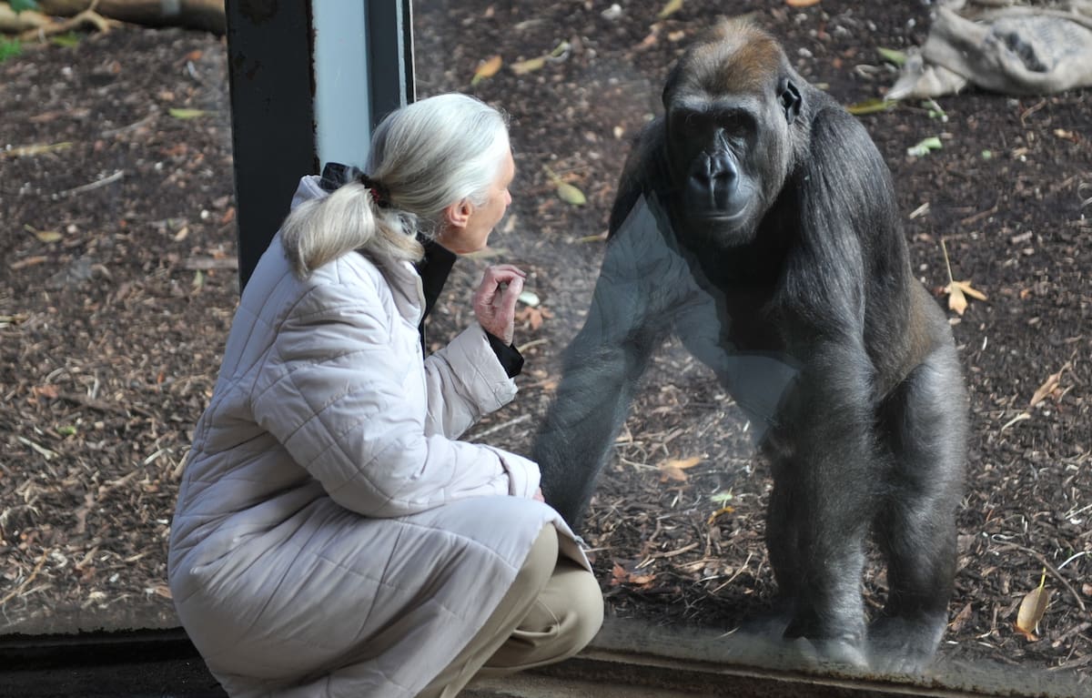 Jane Goodall.