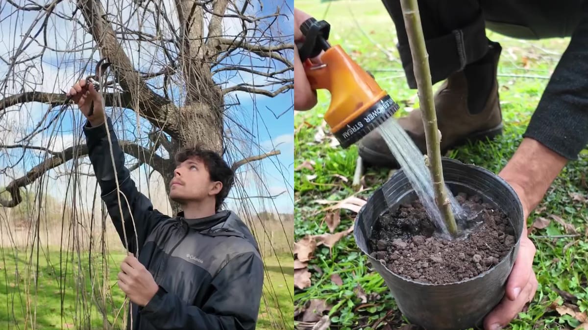 Mane y Chris, de Huerta y Bosque, muestran qué hicieron con la rama de sauce.
