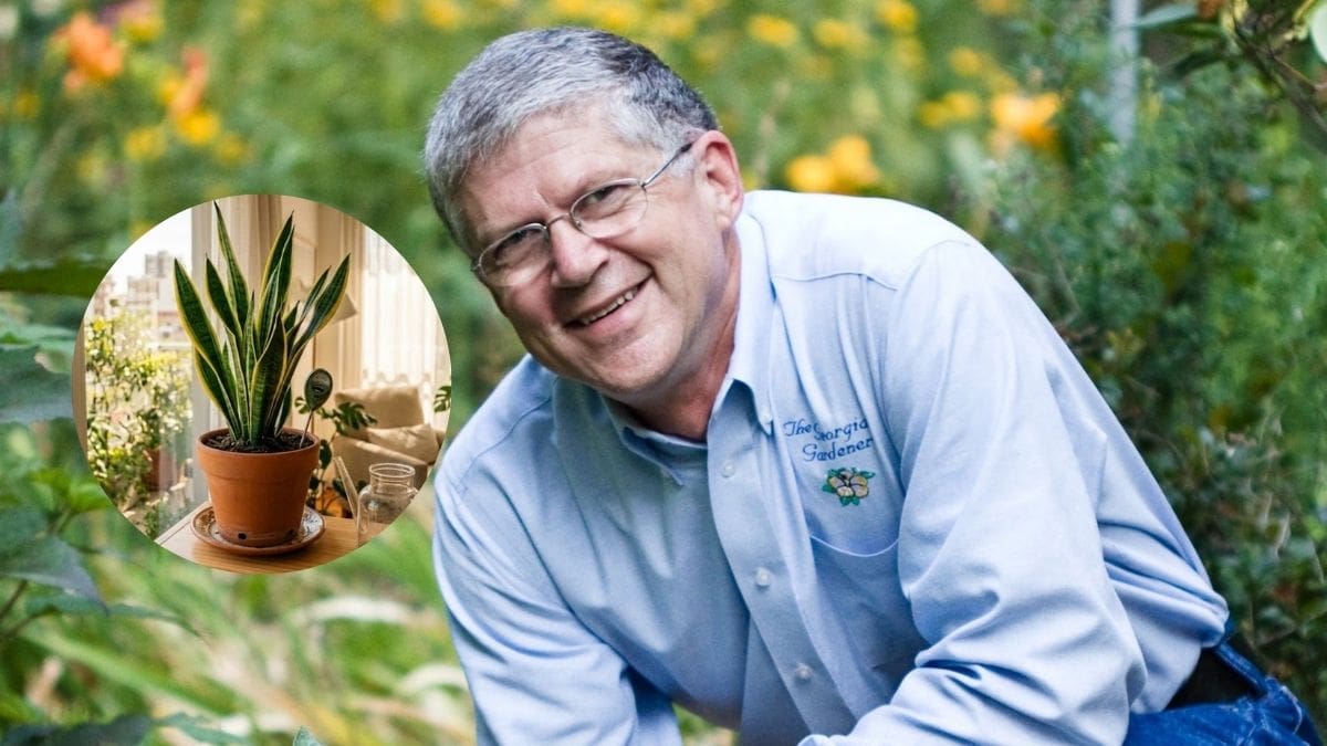 Walter Reeves, jardinero, sobre la lengua de suegra: “Muchas plantas suculentas florecen mejor cuando sus raíces están apretadas”
