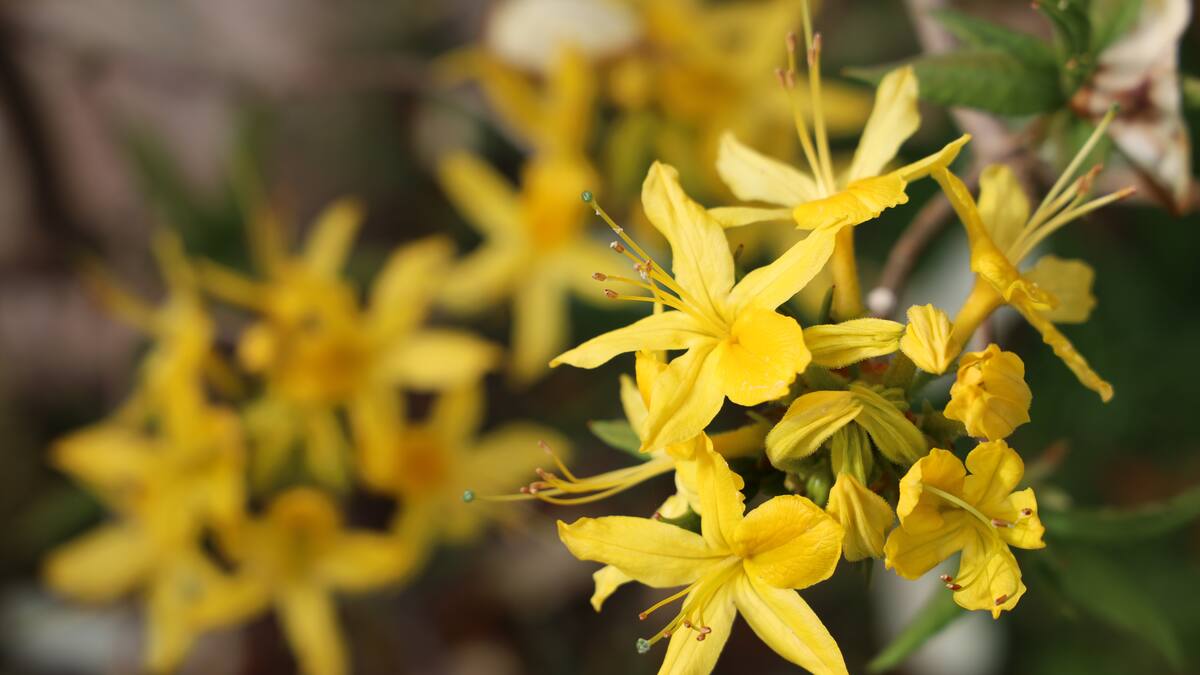 La planta trepadora originaria de China que inundará tu jardín de flores amarillas.