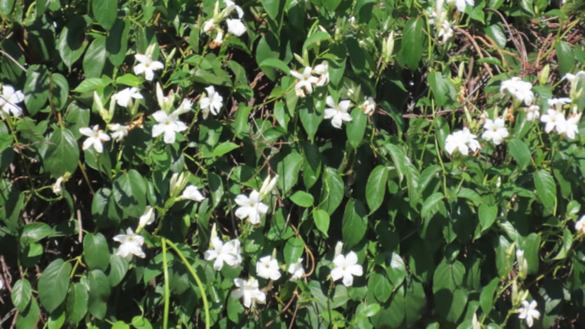 Jazmín Chileno, planta, Mandevilla laxa.