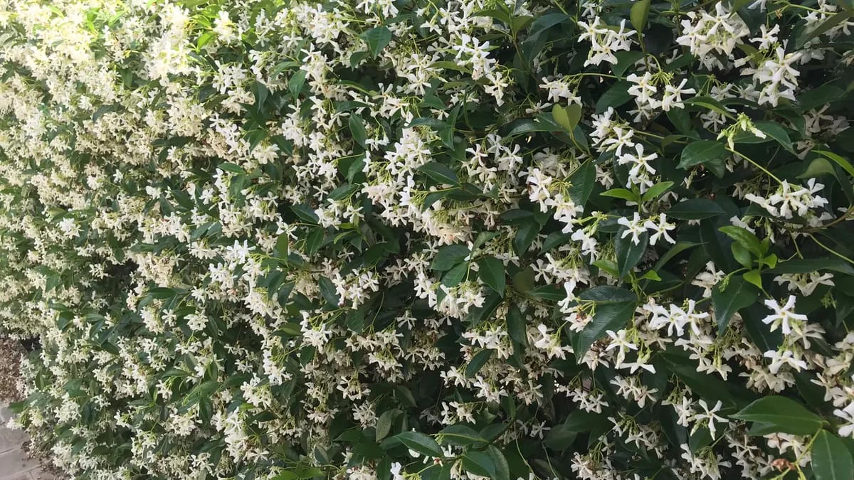 Para llenar de color el jardín: la planta trepadora que resiste al verano y regala flores soñadas