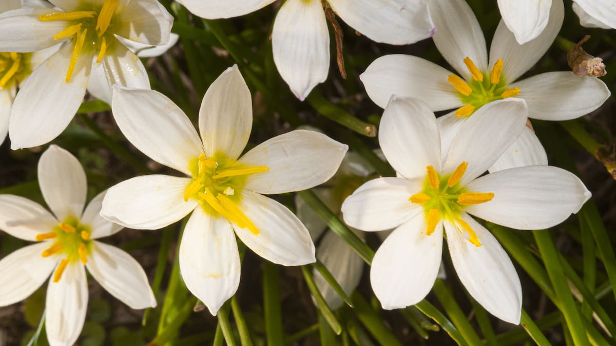 Tiene flores durante 6 meses al año, necesita pocos cuidados y perfuma el jardín: la planta ideal para principiantes