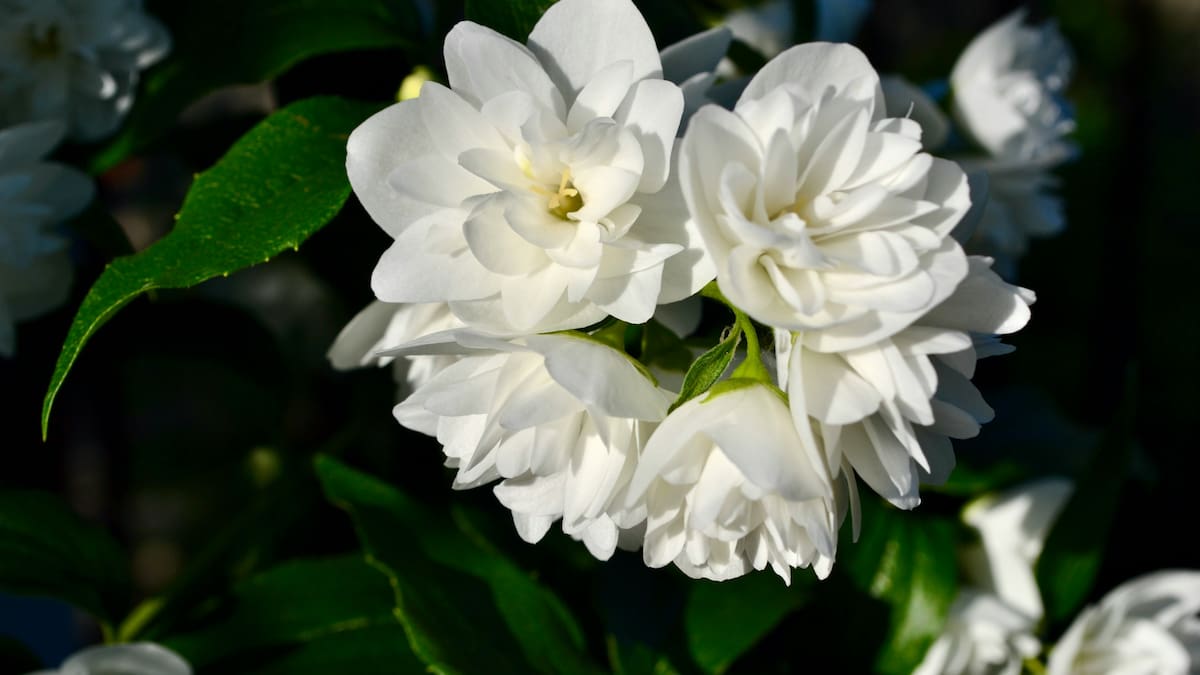 ¿Cómo mantener los jazmines radiantes? Descubre el poder de la leche para un florecimiento espectacular