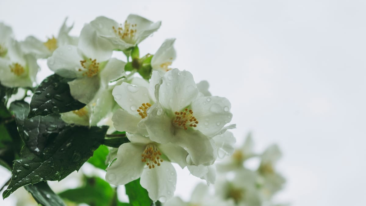 La orientación ideal para una trepadora llena de flores en la primavera: dónde poner el jazmín común