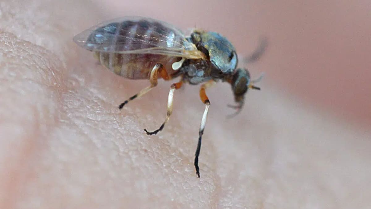 Jejenes, insecto.