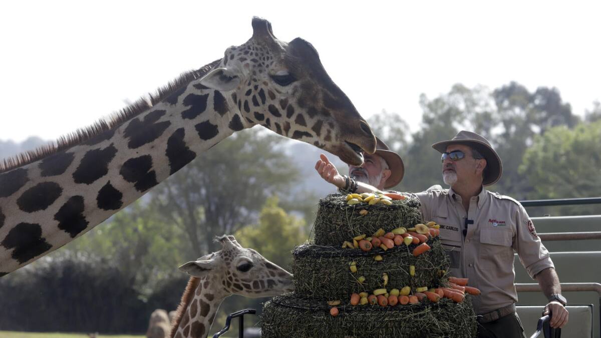 Jirafa Benito, México. Foto: EFE