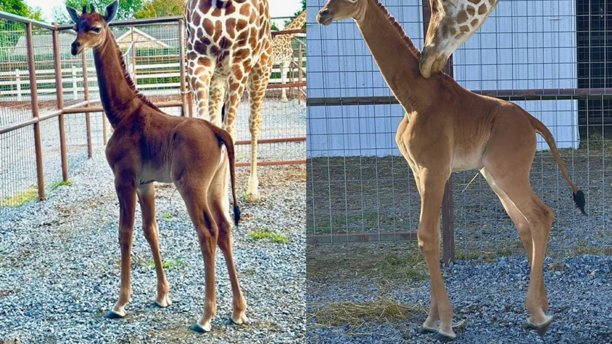 Jirafa nació sin manchas. Foto: Twitter/AlertaMundial2