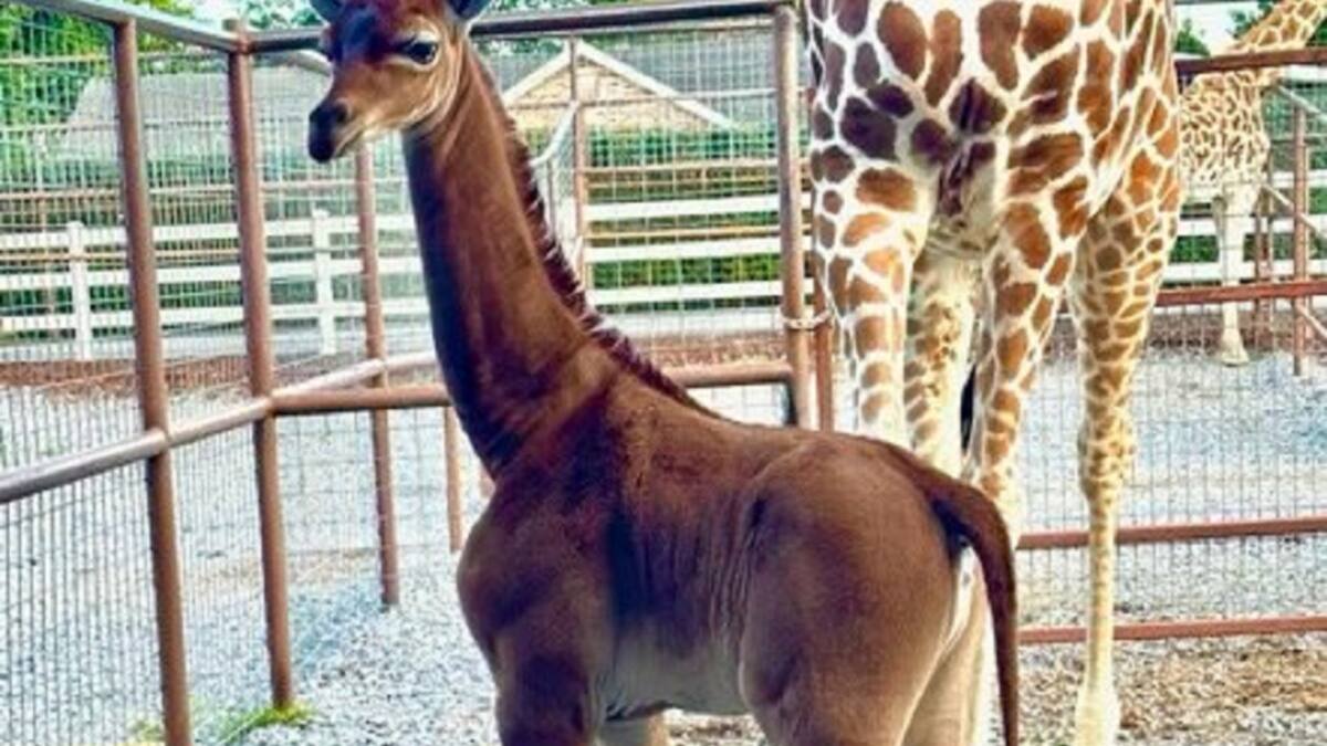 Jirafa nació sin manchas. Foto: Twitter/AlertaMundial2