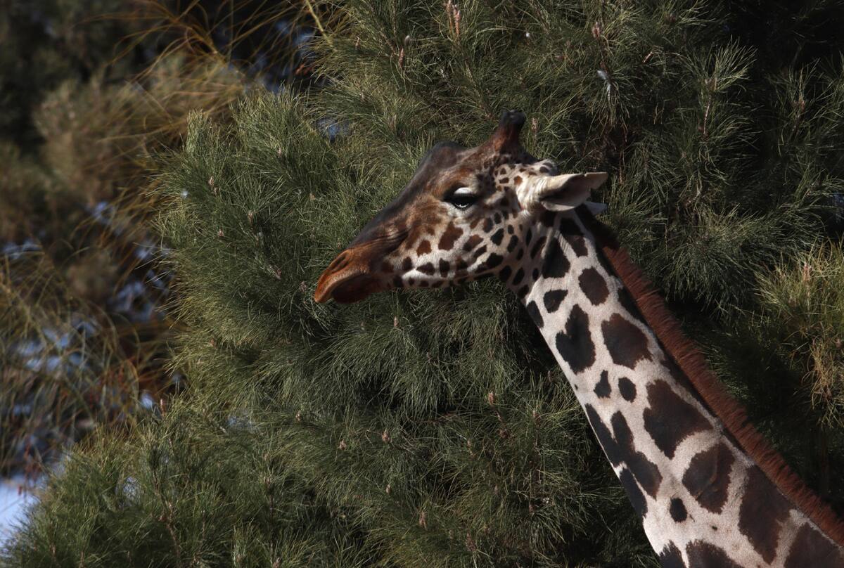 Jirafa rescatada en la frontera norte de México. Foto: EFE.