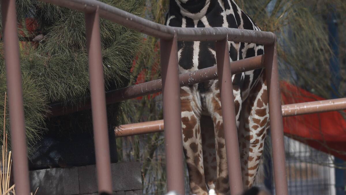 Jirafa rescatada en la frontera norte de México. Foto: EFE.