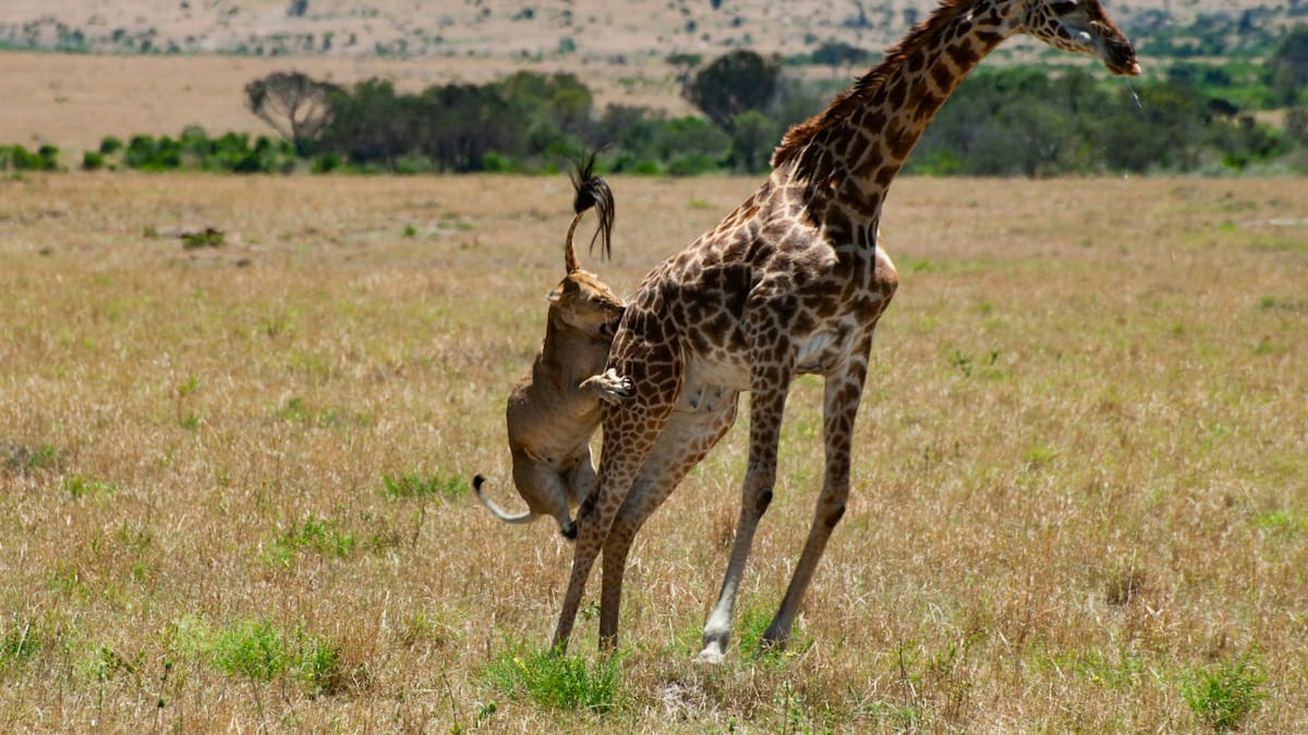 Se cruzaron dos leones, una hiena, una jirafa y cuatro buitres en un safari de África. Foto Unsplash.