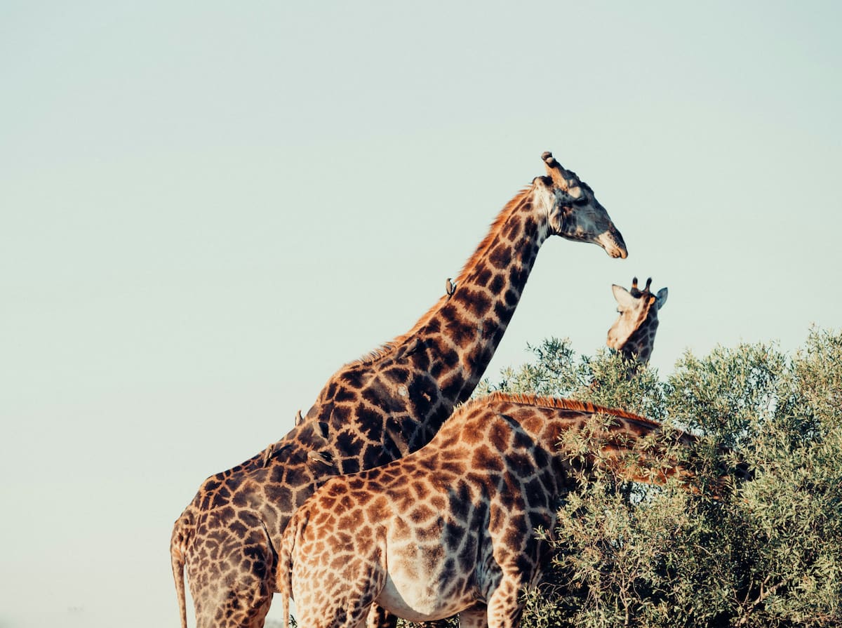Jirafas. Fuente: Unsplash