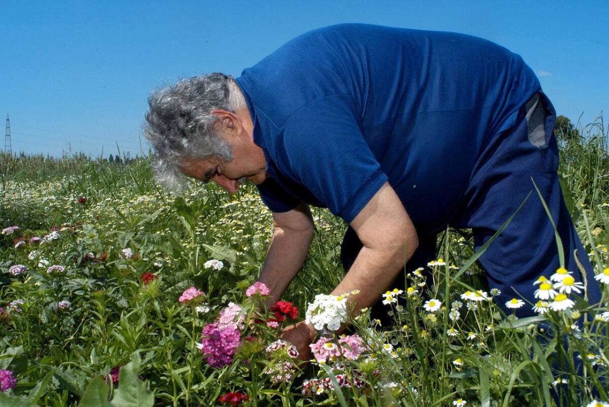 José "Pepe" Mujica en su chacra de Montevideo. Foto: Reuters (Pablo La Rosa)