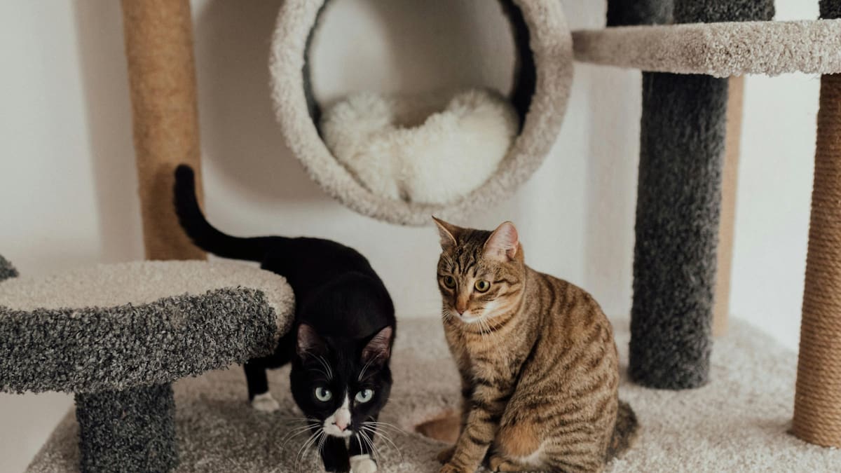 La sorprendente capacidad de los gatos para formar lazos afectivos. Foto: Pexels.