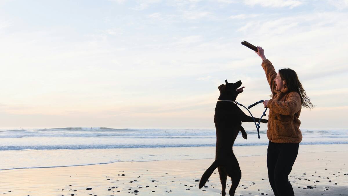 Jugar con perros, una actividad muy recomendada. Foto: Unsplash.
