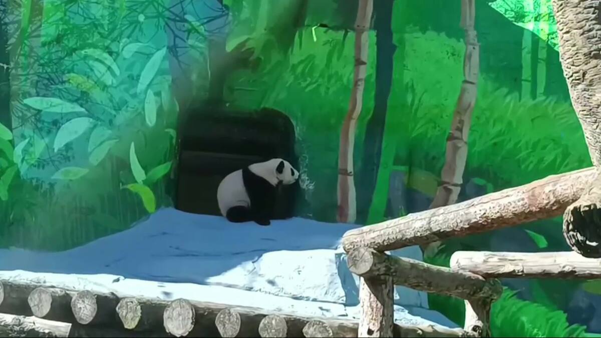 Katyusha, la cachorra panda del Zoológico de Moscú. Foto: Captura de pantalla.
