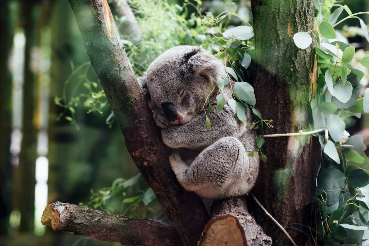 Koala. Fuente: Unsplash