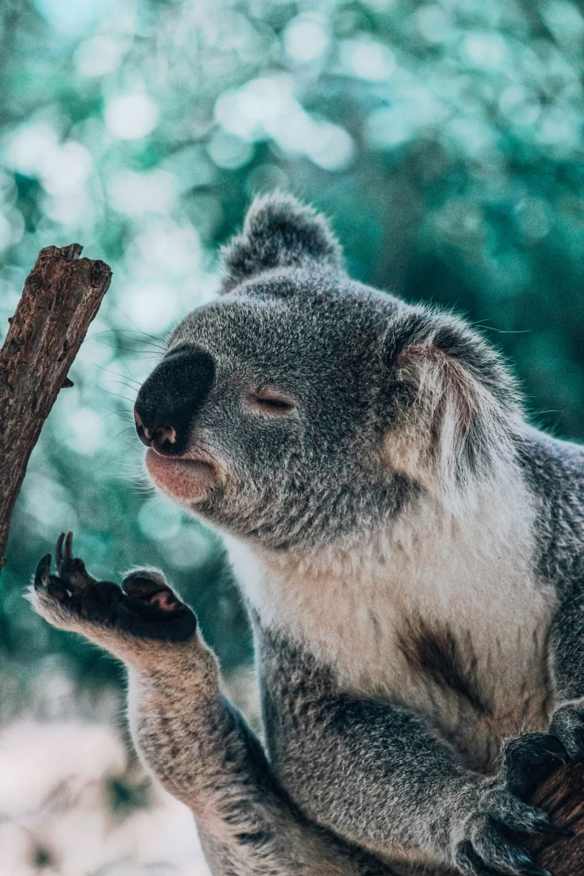 Koala. Fuente: Unsplash