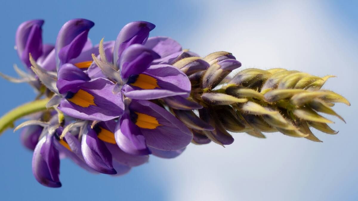 Cuál es la planta que reduce el colesterol. Foto Unsplash.