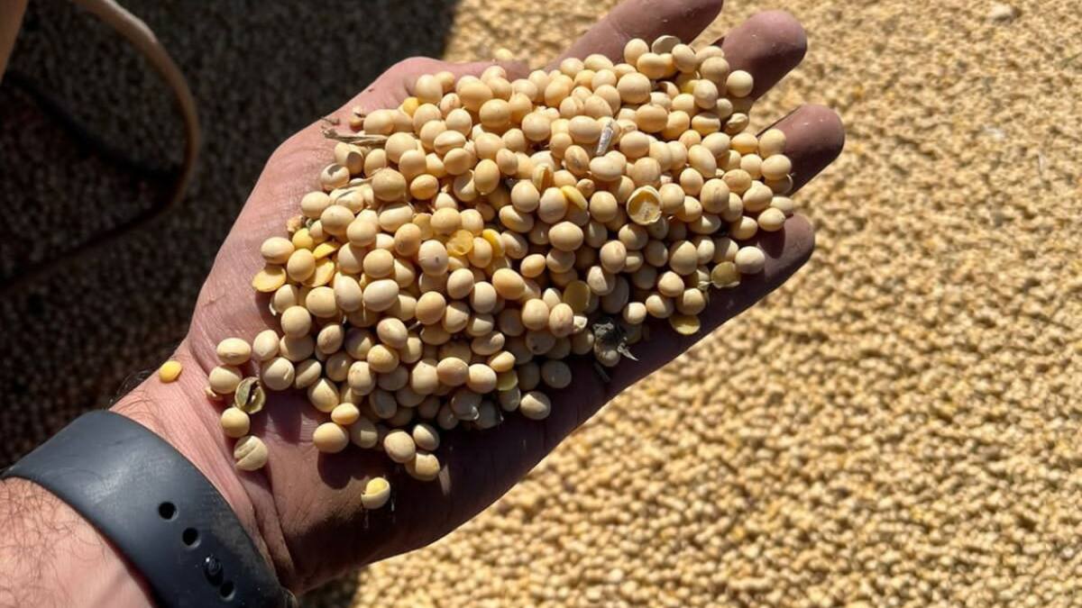 La Aduana evitó el contrabando de productos agropecuarios valuados en casi $30 millones. Foto: Aduana.