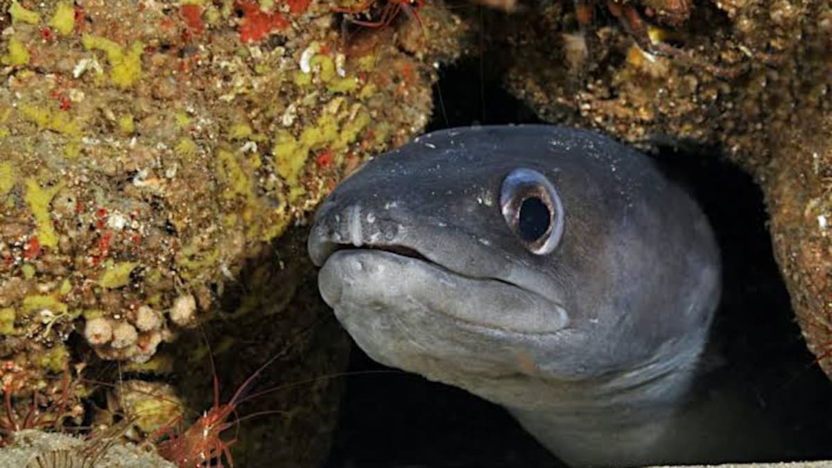 Todavía no está en peligro de extinción, pero la sequía de los ríos dispara su mortalidad y cada verano cientos de ejemplares dejan de existir