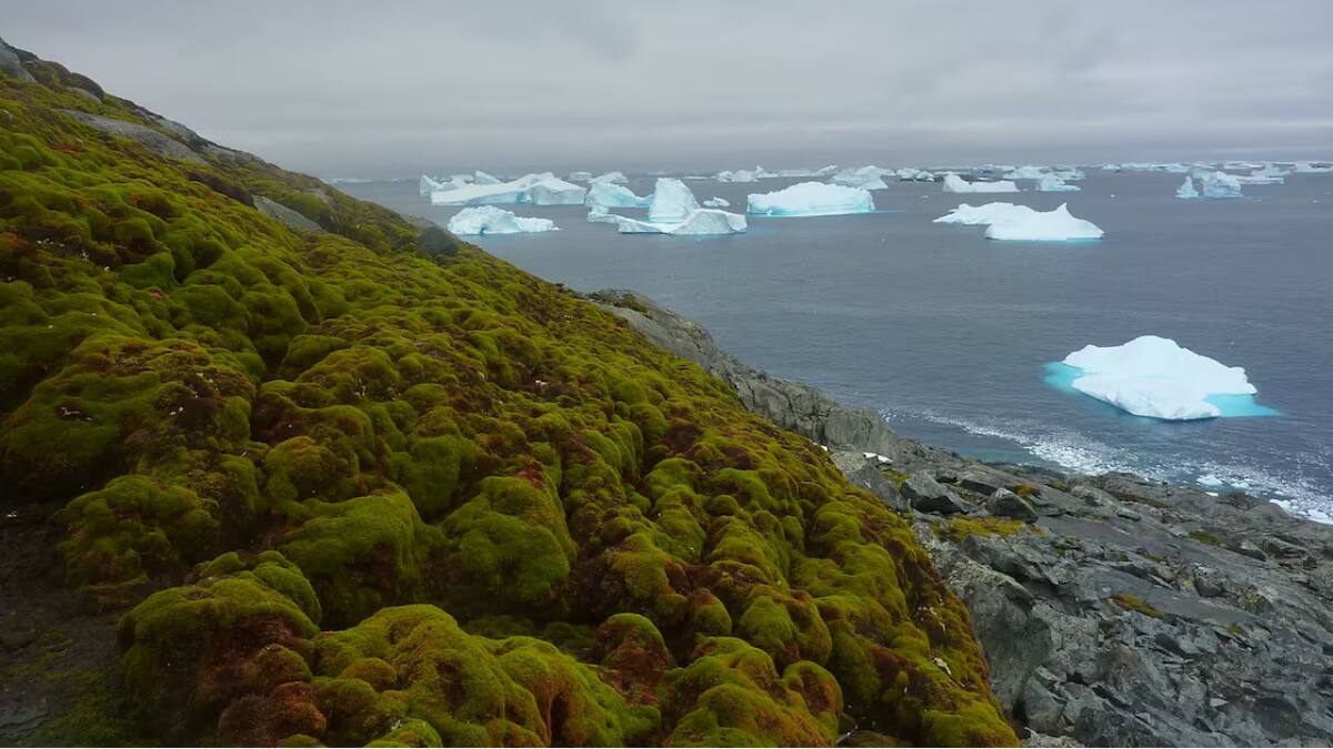 La Antártida se está volviendo "verde". Foto: Matt Amesbury, Universidad de Exeter
