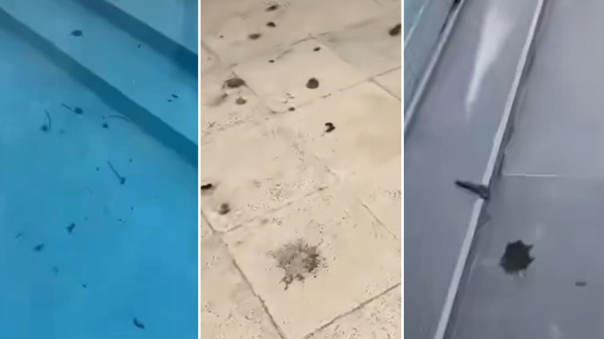 La furia de El Polaco luego de que una una bandada de gansos defeque en su pileta: "Es un despelote"