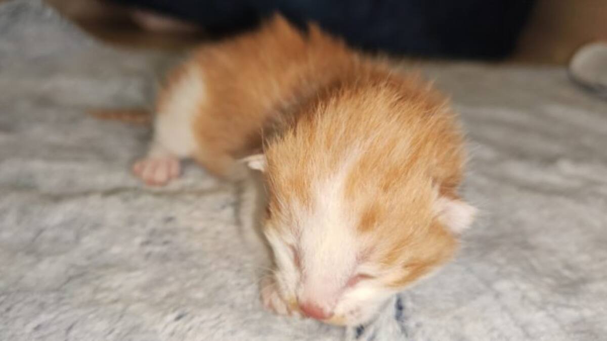 La clonación exitosa de gatos es un gran avance en el campo de la clonación de células somáticas. Foto: Universidad Agrícola de Qingdao.