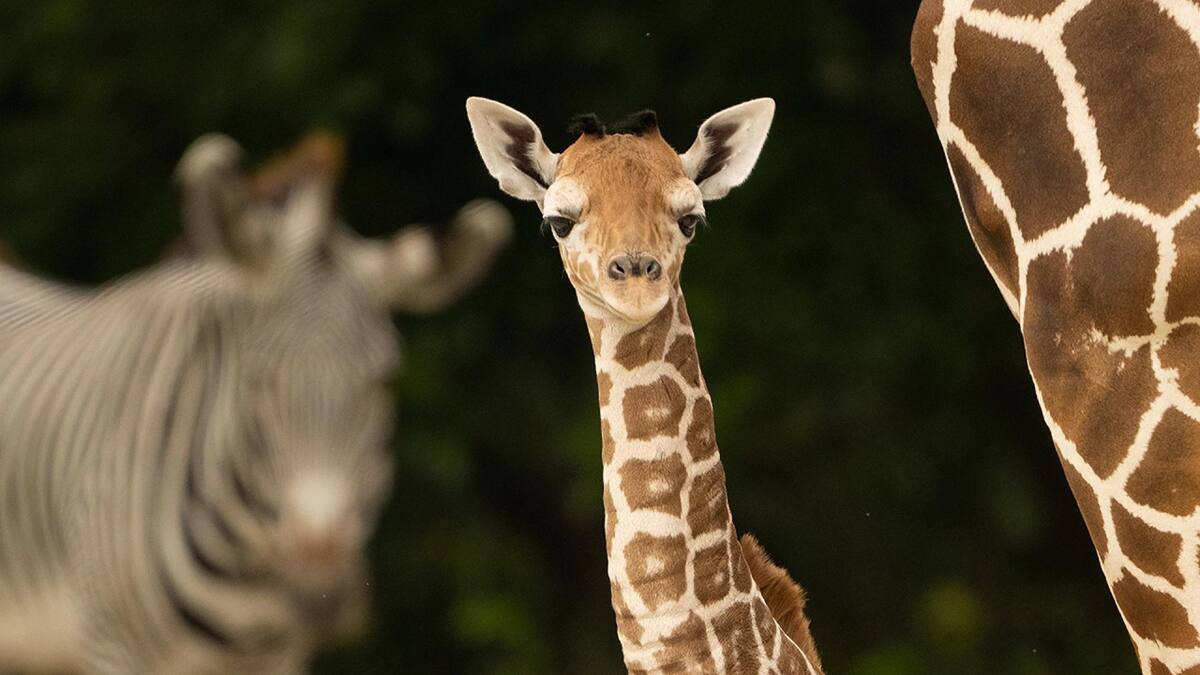 Dolor en Estados Unidos: una joven jirafa en el Zoológico de Miami murió por una fractura de cuello