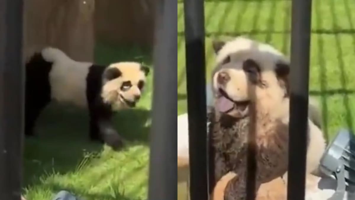 Parecen, pero no son: un zoológico chino pinta perros para hacerlos pasar por pandas