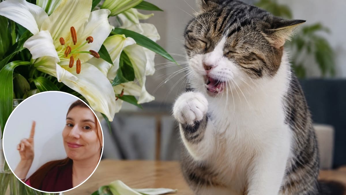 “Lo vas a agarrar y lo vas a tirar a la basura”: el lirio puede ser muy peligroso para los gatos, según la veterinaria Sol Barel