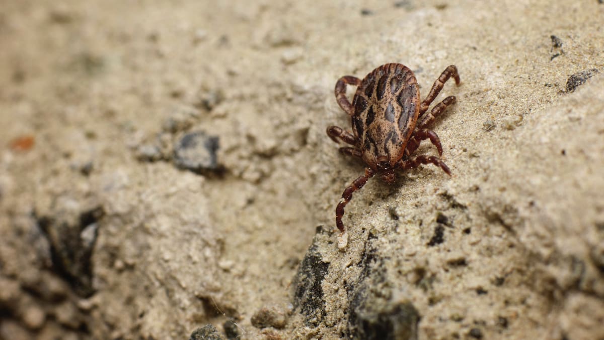 Estos parásitos pueden transmitir distintas bacterias y causar enfermedades a través de la picadura. Foto: Unsplash.