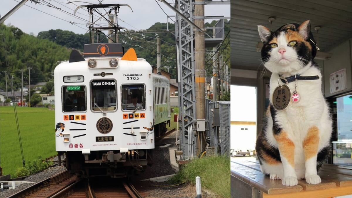 La historia de la gatita Tama, del Tren Tamaden de Japón.
