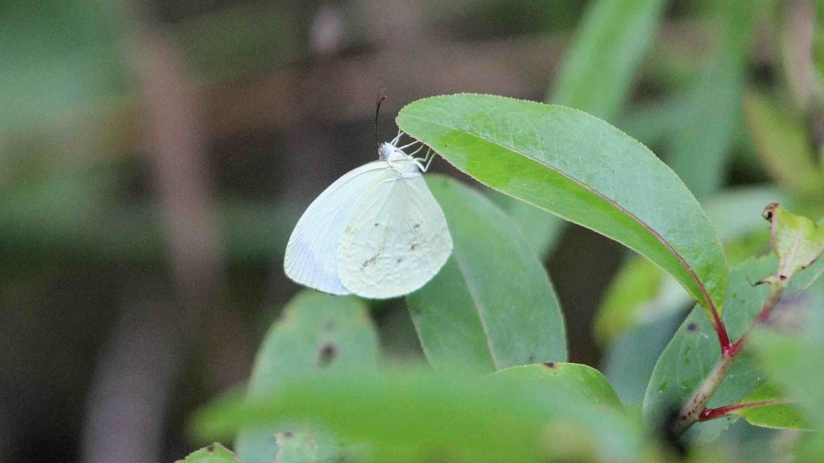 De Surinam a Buenos Aires: la historia de la mariposa “blanquita” que fascina en la Costanera Sur