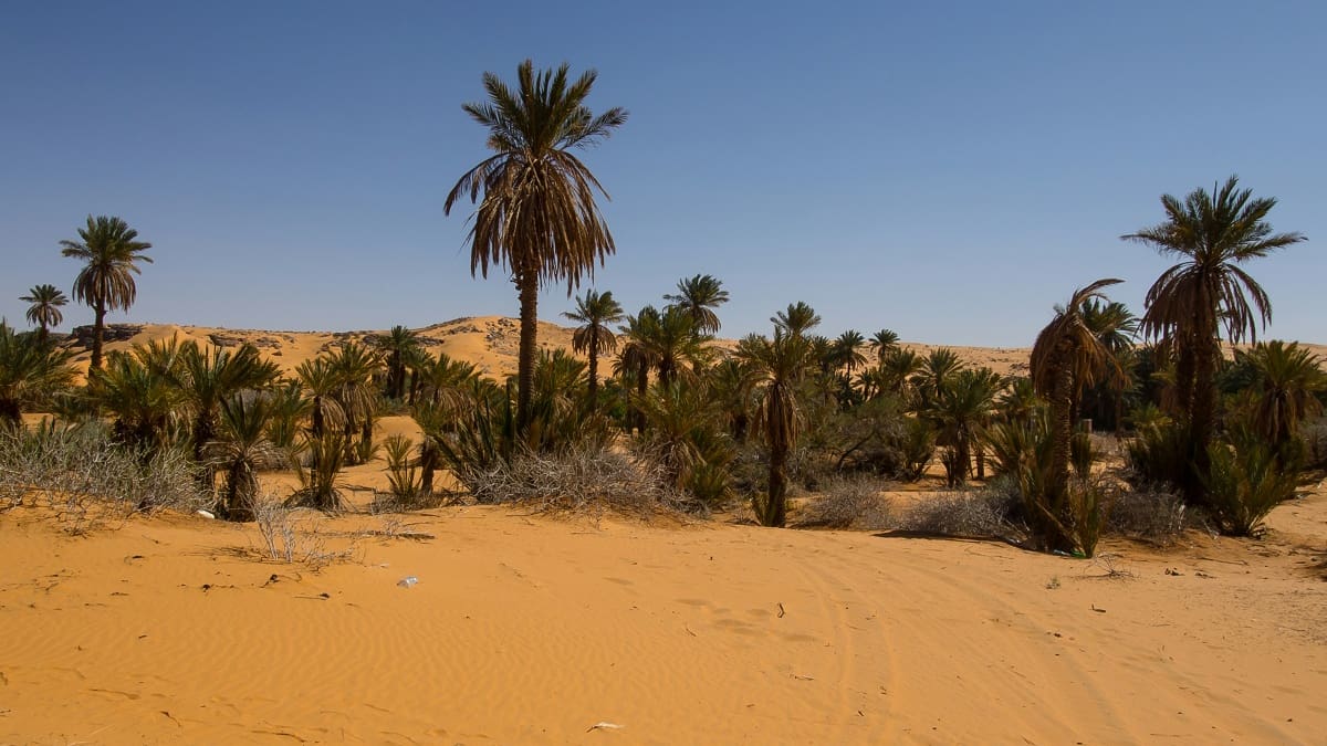 Sin cemento ni ladrillos: la increíble muralla verde de 8.000 kilómetros que África construye para frenar al desierto del Sáhara