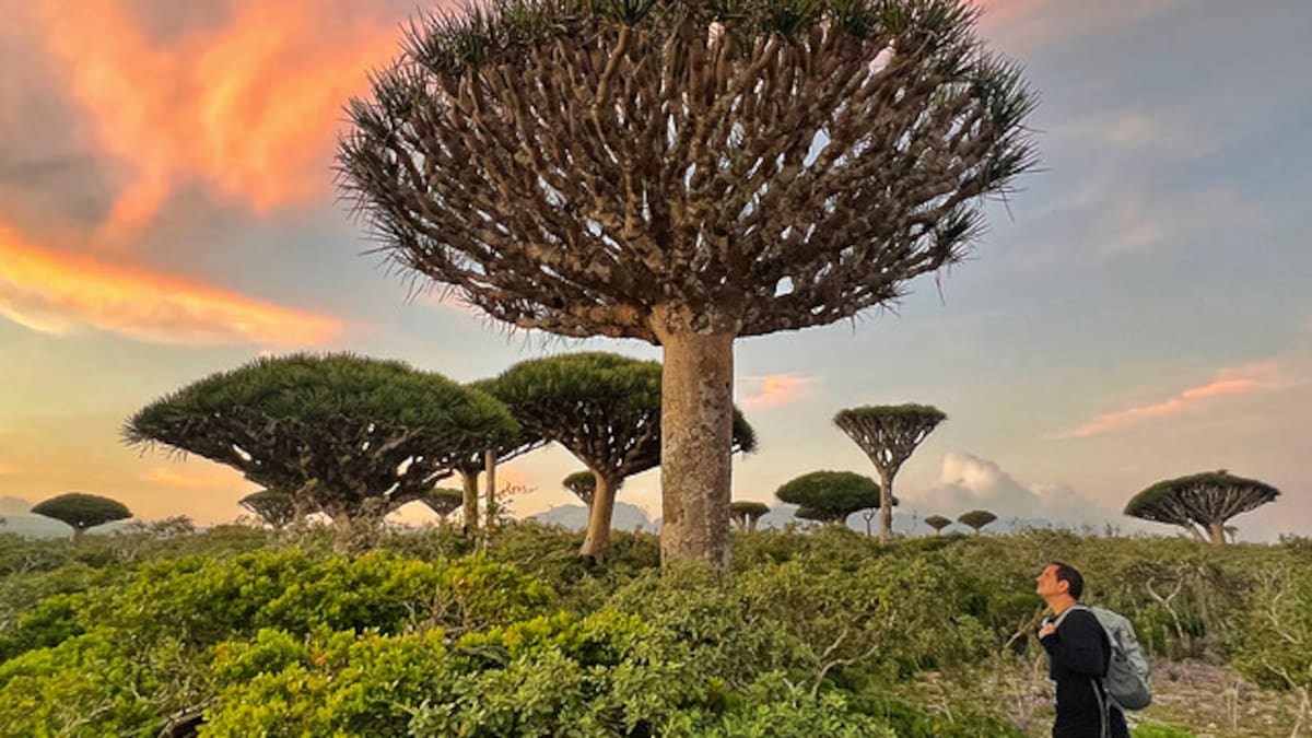 La isla de Socotra, en Yemen.