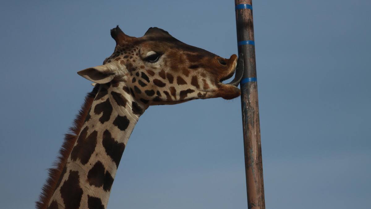 La Jirafa "Benito". Foto: EFE.