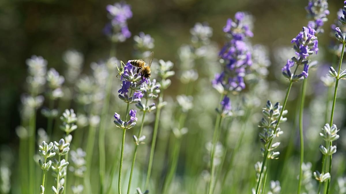 Ni lavanda ni limonero: la planta que perfuma el jardín con un aroma único