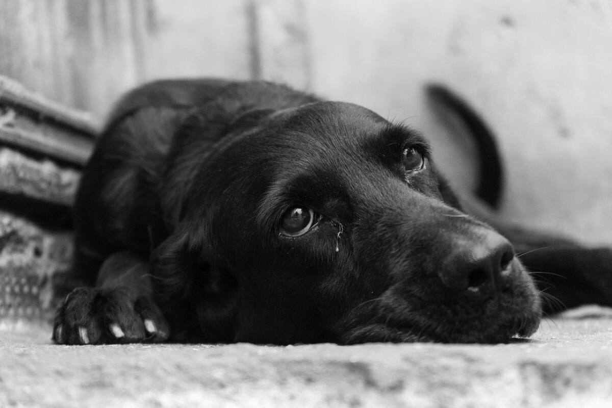 Perro; mascota. Foto: Unsplash.