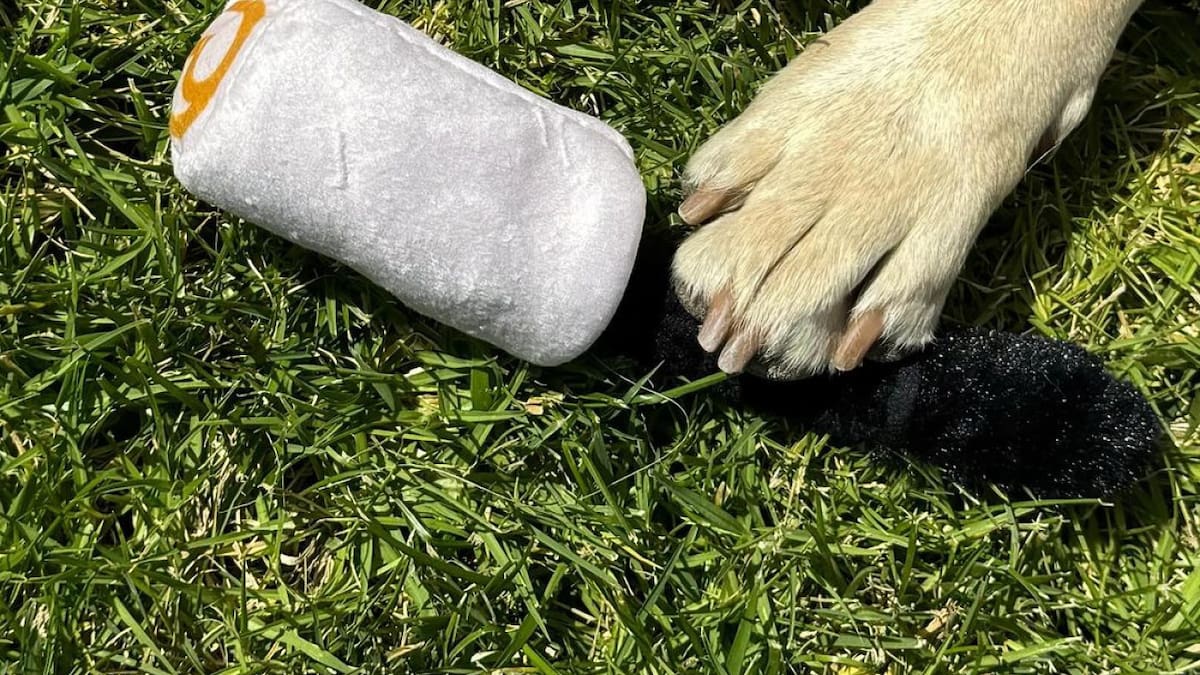 La línea de Selena Gómez lanzó productos para mascotas. Foto: Instagram/rarebeauty.