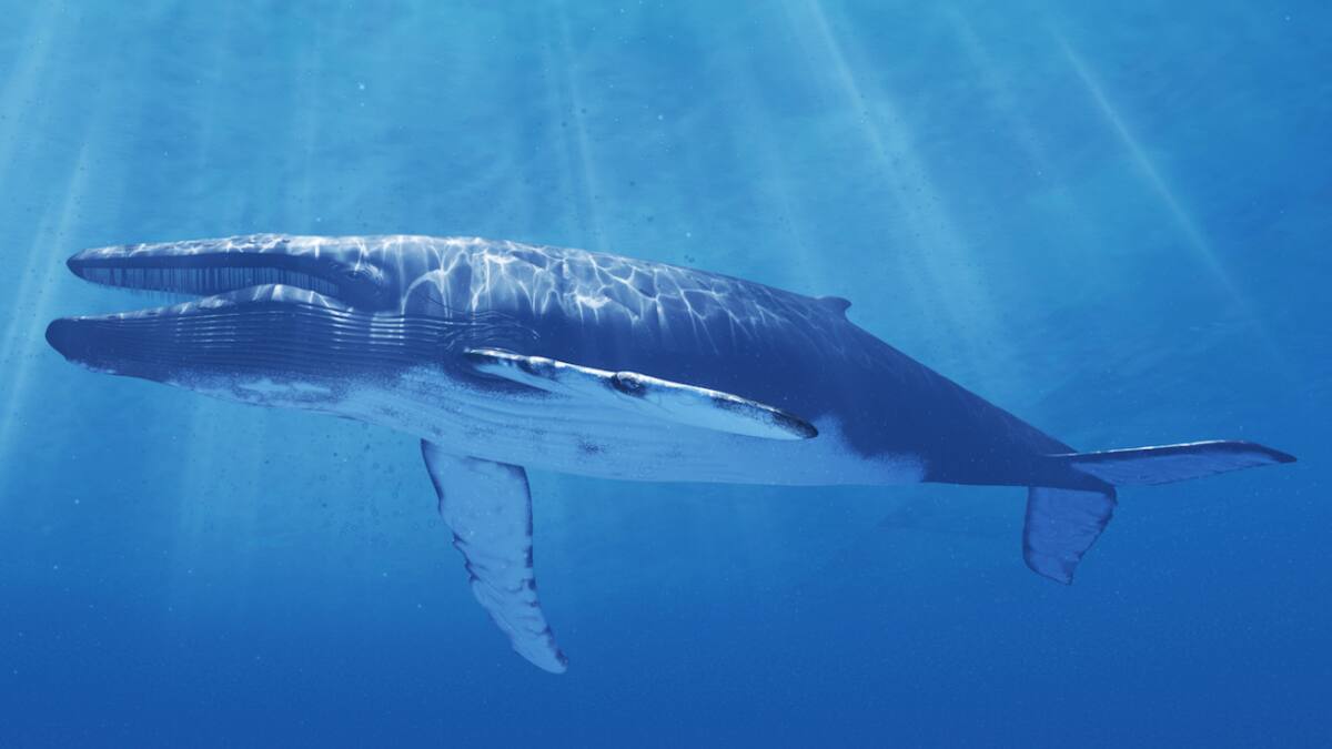 La longitud corporal promedio es de 25 metros en los machos y 27 metros en las hembras. Foto: National Geographic.