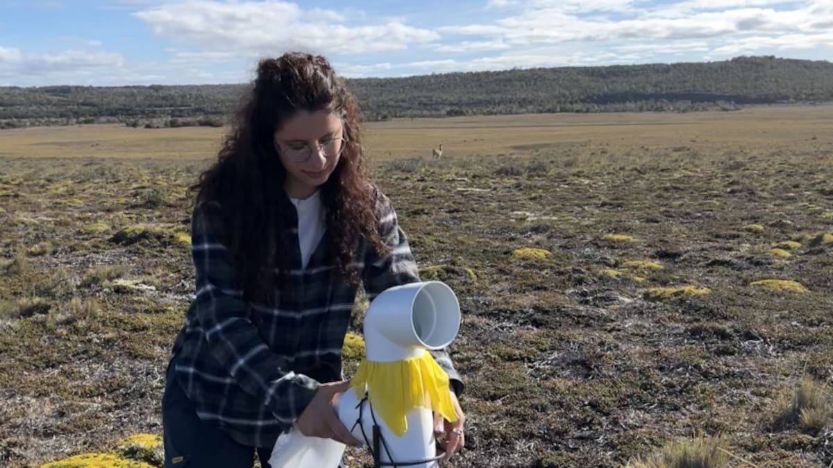 Argentina y Chile unen fuerzas contra una maleza invasora: las plantas con flores que ponen en riesgo a pastizales y ecosistemas en la Patagonia