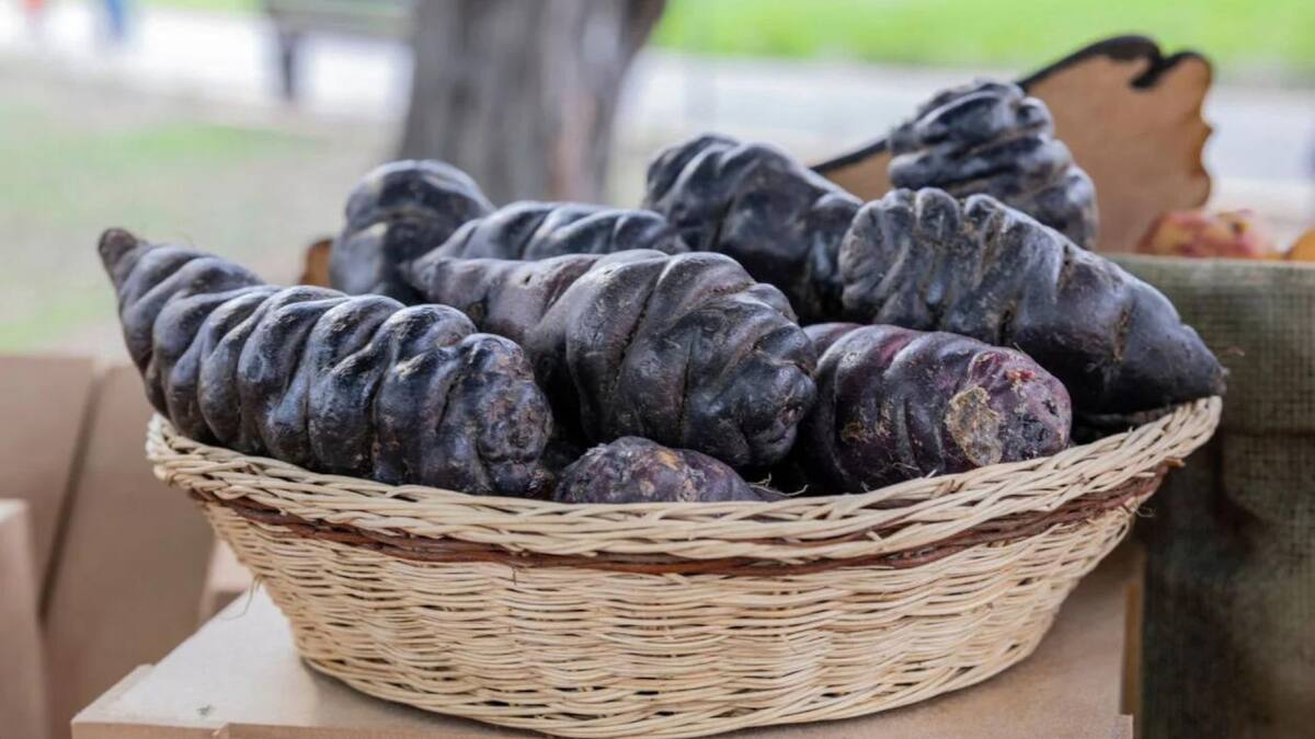 El "oro negro andino". Foto: vecteezy