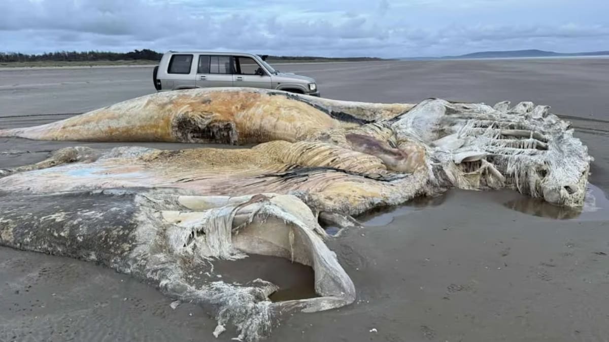 No es una ballena: el cadáver de una enorme criatura misteriosa apareció en una playa de Gales y mantiene en vilo a los científicos