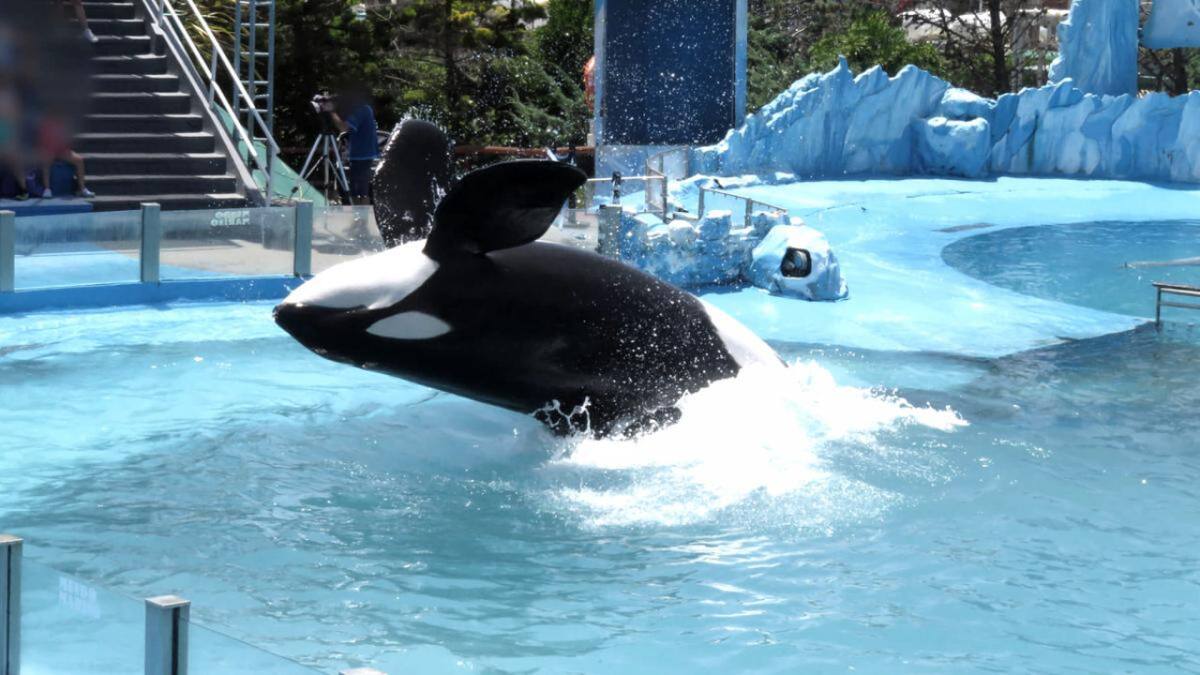 La orca Kshamenk en Mundo Marino. Foto: Télam.
