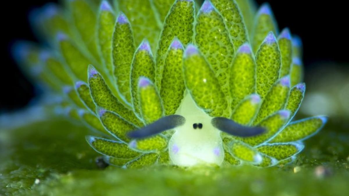 La oveja de mar es el animal más bonito según la inteligencia artificial. Foto Twitter @nacional_memes.